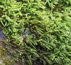Curving Feather-moss
