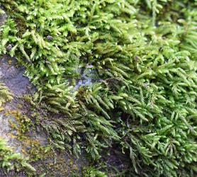 Curving Feather-moss
