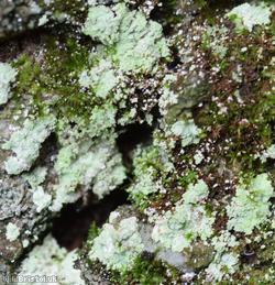 Fluffy Dust Lichen