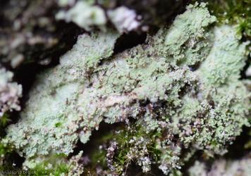 Fluffy Dust Lichen