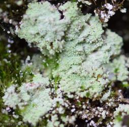 Fluffy Dust Lichen