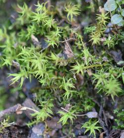 Cylindric Beard-moss