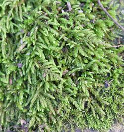 Curving Feather-moss