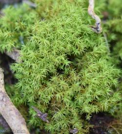 image for Cylindric Beard-moss