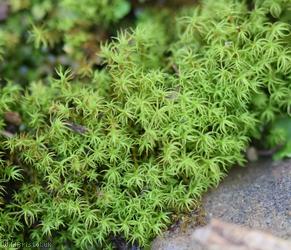 Cylindric Beard-moss