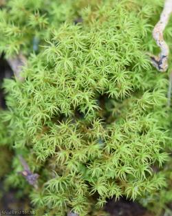 Cylindric Beard-moss