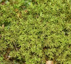 Cylindric Beard-moss