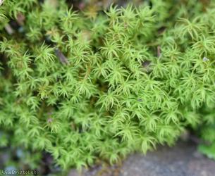 Cylindric Beard-moss