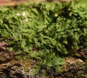 Forked Veilwort