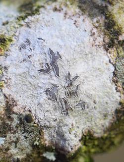 Phaeographis dendritica