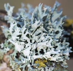 Cartilage Lichen