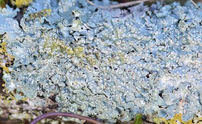 Powdered Speckled Shield Lichen