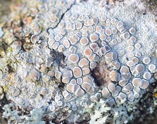 Glaucomaria carpinea