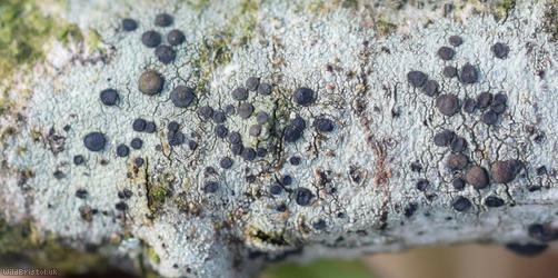 Lecidella elaeochroma