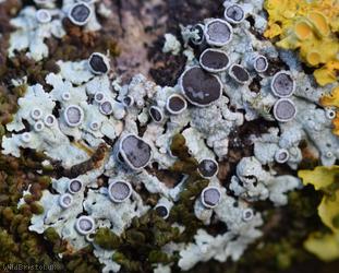 image for Hoary Rosette Lichen