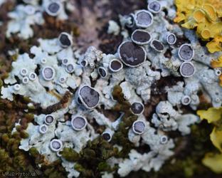 Hoary Rosette Lichen