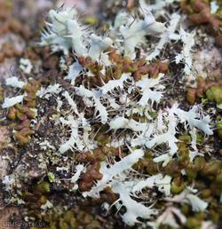 Physcia adscendens