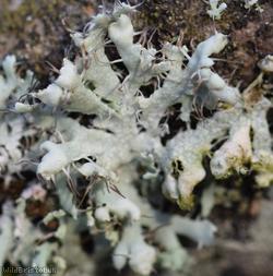 Physcia adscendens