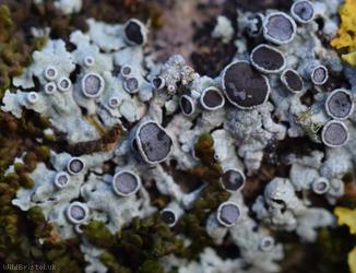 Hoary Rosette Lichen