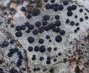 Lecidella elaeochroma