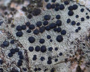 Lecidella elaeochroma
