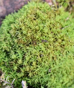 Revolute Beard-moss