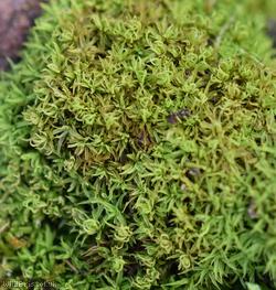Revolute Beard-moss