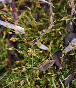 Small-mouthed Beardless-moss