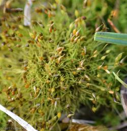 Small-mouthed Beardless-moss