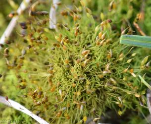 Small-mouthed Beardless-moss