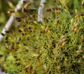 Small-mouthed Beardless-moss
