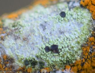 Fuscidea lightfootii