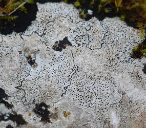 image for Bagliettoa baldensis