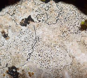 Bagliettoa baldensis