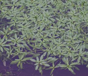 Common Water-starwort