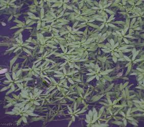 Common Water-starwort