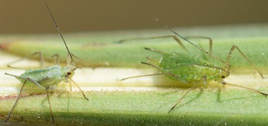 Potato Aphid