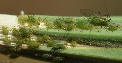 image for Potato Aphid