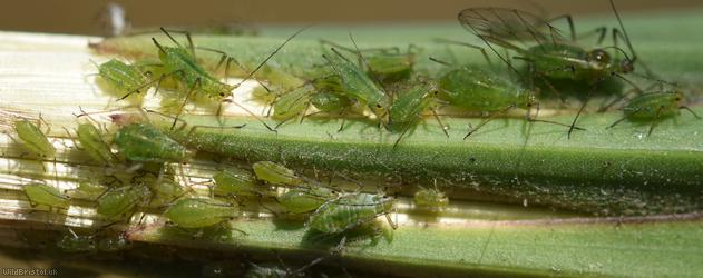 Potato Aphid