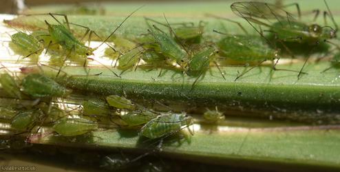 Potato Aphid