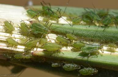 Potato Aphid