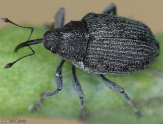 image for Turnip Gall Weevil