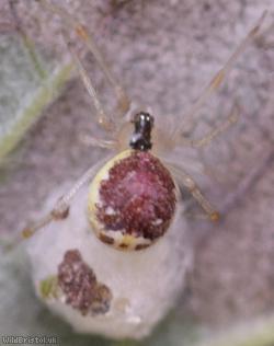 image for Theridiidae Unidentified
