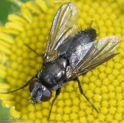 Pouting Woodlouse-fly