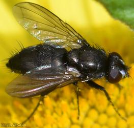 Pouting Woodlouse-fly