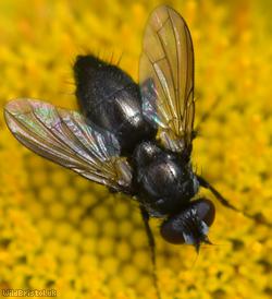 Pouting Woodlouse-fly