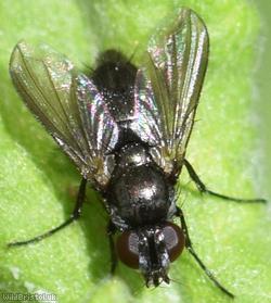 Pouting Woodlouse-fly