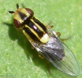 image for Chloropid Fly