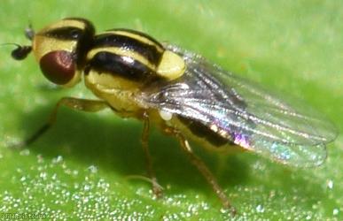 Chloropid Fly