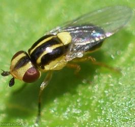 Chloropid Fly